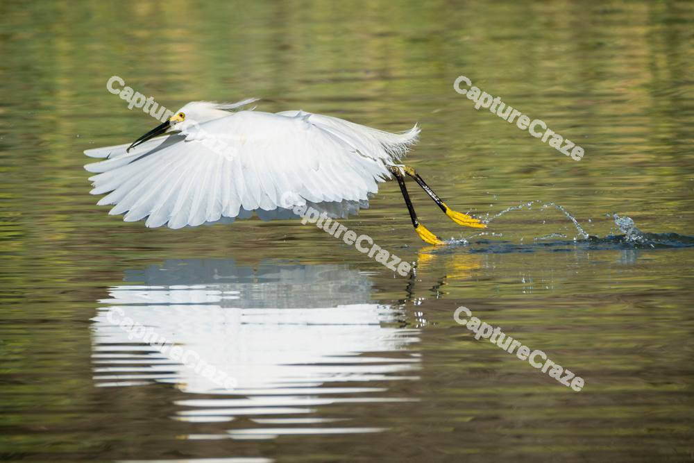 Egret Bird